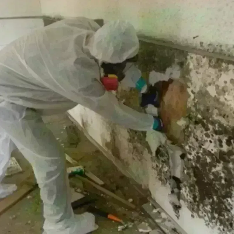 Mold Remediation and Removal in Kilauea, HI